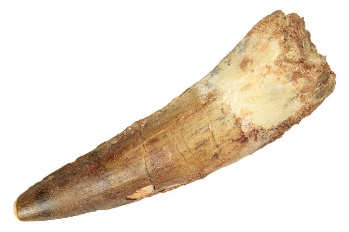 Fossil Spinosaurus Tooth - Real Dinosaur Tooth #257510